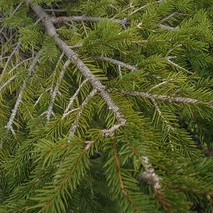 Хвойные опилки оптом в Майкопе купить - оперативная доставка по всей России