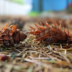Хвойные опилки оптом в Майкопе от завода-производителя Лигнум Ресурс