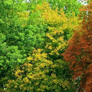 Лиственные опилки оптом в Майкопе купить - оперативная доставка по всей России