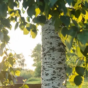 Опилки березовые оптом в Майкопе купить - оперативная доставка по всей России