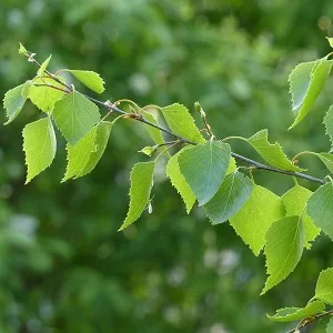 Опилки березовые оптом в Майкопе от завода-производителя Лигнум Ресурс