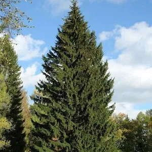 Еловые опилки оптом в Майкопе купить - оперативная доставка по всей России