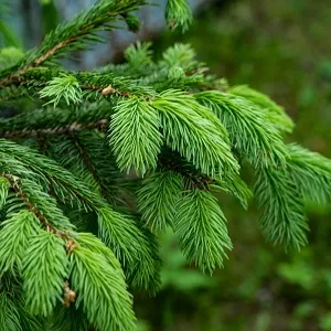 Еловые опилки оптом в Майкопе от завода-производителя Лигнум Ресурс