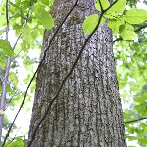 Опилки липовые оптом в Майкопе купить - оперативная доставка по всей России