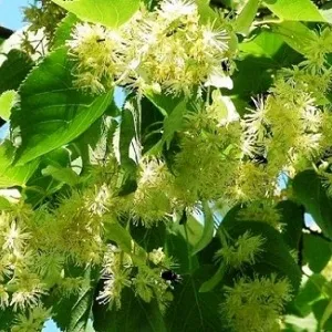 Опилки липовые оптом в Майкопе от завода-производителя Лигнум Ресурс