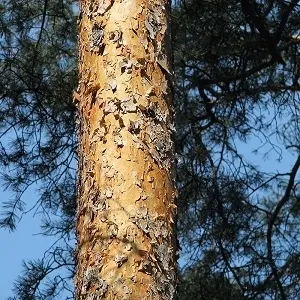 Сосновые опилки оптом в Майкопе купить - оперативная доставка по всей России