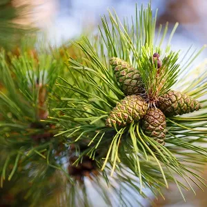 Сосновые опилки оптом в Майкопе от завода-производителя Лигнум Ресурс