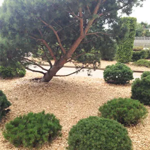 Хвойная щепа оптом в Майкопе купить - оперативная доставка по всей России